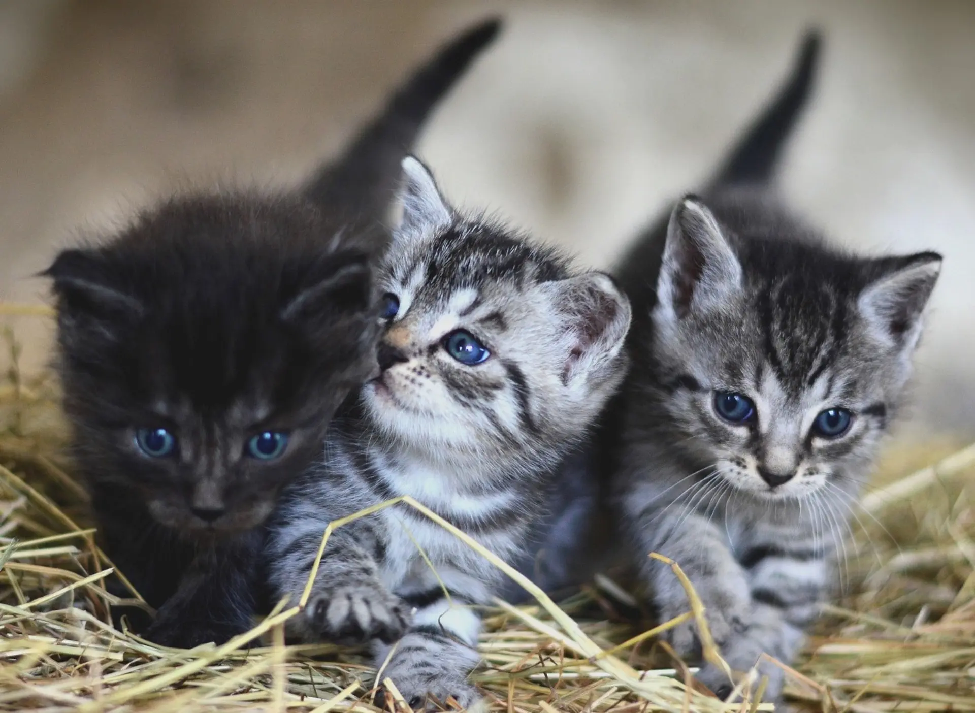 Image of Kittens
